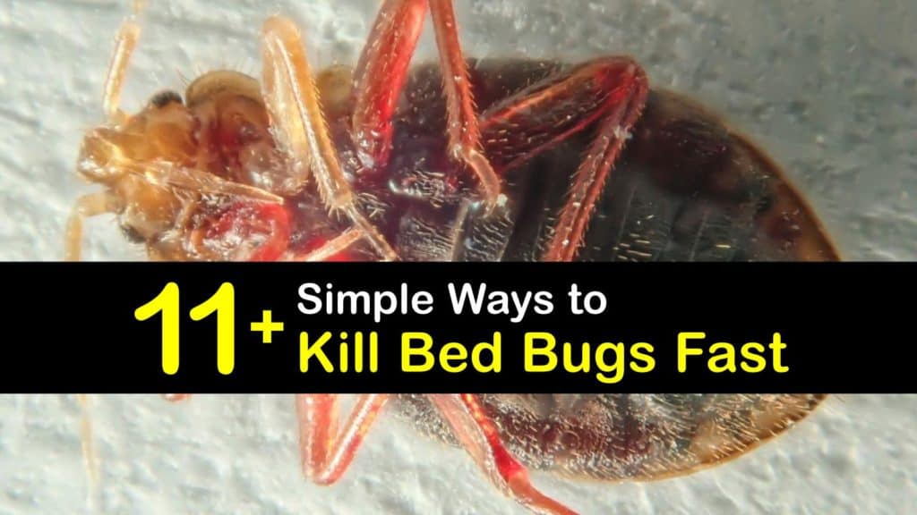 Bed Bug Heat Treatment
