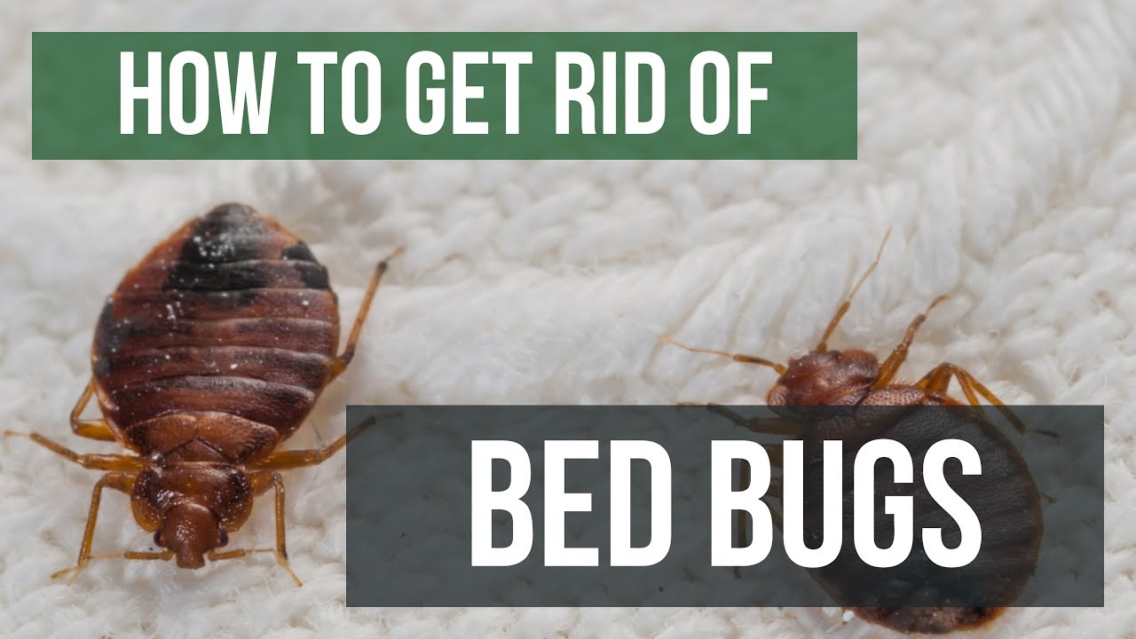 Bed Bug Control